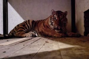 В Пензенский зоопарк привезли амурского тигра Джейка