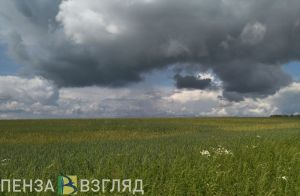 В двух районах Пензенской области отменили карантин по еловым усачам