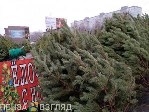 Стоимость сосны в Пензе будет доходить до 1900 рублей