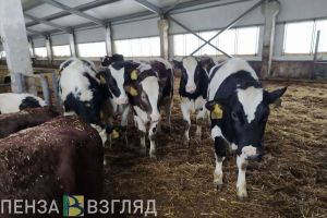 Пензенская область занимает 1 место в ПФО по темпу роста поголовья коров