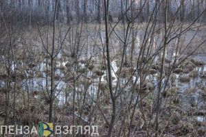 В Пензенской области требуется лесовосстановление на 467 гектарах