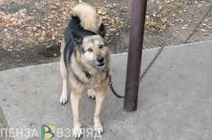 В России планируют ввести денежные штрафы за неправильный выгул собак