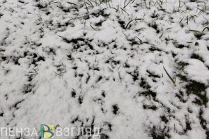 За три дня Пензенскую область накроют Атлантический вихрь и Сибирский антициклон