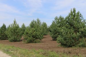 Пензенскую область обеспечат посевным материалом для лесовосстановления