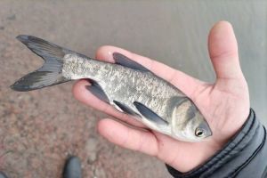 Почти 2 тонны рыбы выпустили в Сурское водохранилище