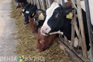 Пензенская область на 1 месте в ПФО по надою молока на корову