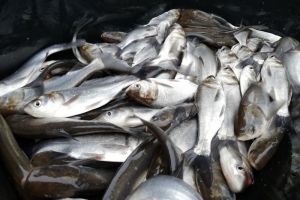 «Горводоканал» выпустил в Сурское водохранилище 162 тысячи мальков толстолобика