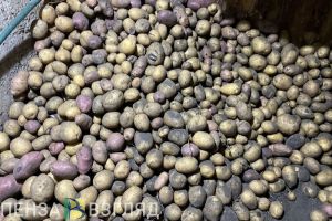 Жители Пензенской области потребляют более 150 000 тонн картофеля в год