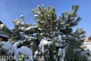 Стало известно, когда в Кузнецке установят главную елку