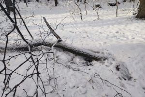 На Олимпийской аллее в Пензе мужчину насмерть придавило деревом