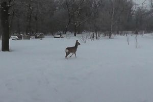В Шемышейском районе сняли на видео группу косуль