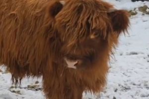 Пензенцев познакомили с новым обитателем зоопарка Серканом
