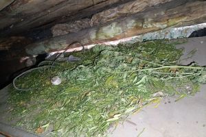 В Мокшанском районе полицейские нашли у пенсионера марихуану
