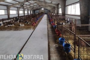 В Пензенской области наблюдается рост поголовья свиней