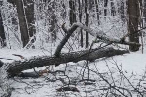 В Пензе на Олимпийской аллее снова рухнуло дерево