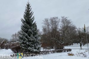 В соседнем с пензенским регионе губернатор запретил рубить елки к Новому году