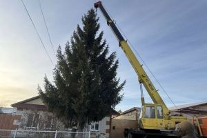 На площади в Кузнецке установили 11-метровую новогоднюю елку