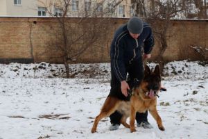 В УФСИН Пензенской области служит 91 собака