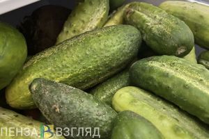 В ноябре огурцы в России подорожали более чем на 42%