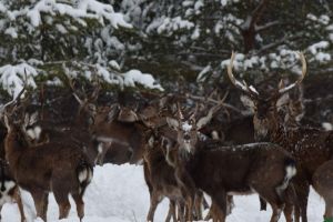 Названы краснокнижные животные, обитающие в пензенских зоологических заказниках