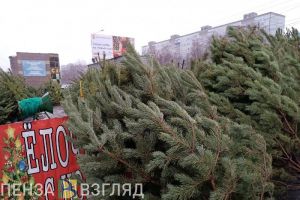 Пензенцам напомнили, где можно купить елку