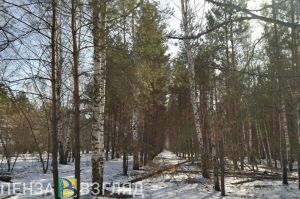 Жителя Пензенской области осудили за незаконную рубку берез