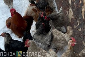 Голодный житель Пензенской области похитил кур у соседа