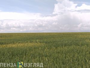В Пензенской области юрлицо наказали за нарушение при применении пестицидов