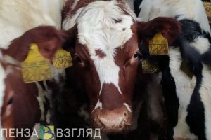 Пензенским ветеранам СВО предлагают освоить сельское хозяйство
