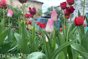 В Кузнецке ко Дню Победы высадят тюльпаны на Холме воинской славы