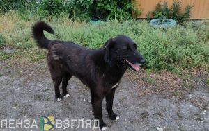 Кузнечане могут пожаловаться на бездомных собак даже в ночное время