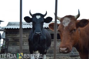 В Пензенской области выявлен новый очаг бешенства