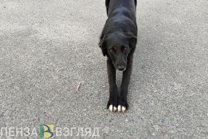 В Заречном стая бродячих собак напала на мужчину