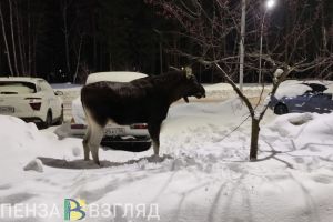 На трассе «Пенза — Сердобск» сбили лосиху