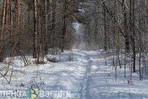 За 2024 год охотники Пензенской области сдали в ветеринарные станции 1666 лис