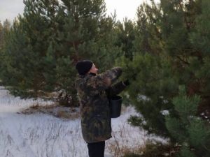 Пензенские лесоводы заготовили почти 4 тонны семян сосны и дубовых желудей