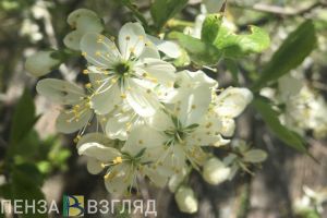 Пензенским аллергикам не разрешат уходить на «удаленку»