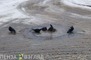В понедельник температура в Пензенской области выйдет «в плюс»