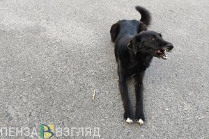 Глава Кузнецка высказался на «собачью тему»