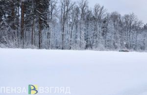 В Кузнецке разберутся с лесными бедокурами