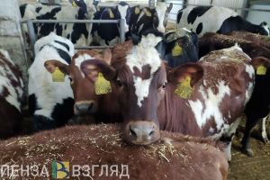 В Пензенской области отмечается рост производства показателей животноводства