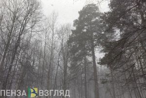 В Сердобском районе на видео сняли четырех косуль
