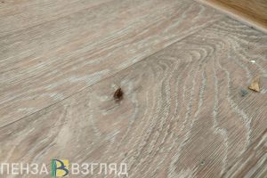 Пензенцам грозят полумиллионные штрафы за антисанитарию в квартирах