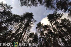 В Пензенской области лесничеству причинили ущерб в 386 тысяч рублей