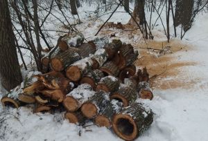 В Пензе на Олимпийской аллее проводят опиловку аварийных деревьев