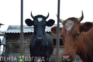 В Пензенской области готовятся объявить карантин по бешенству