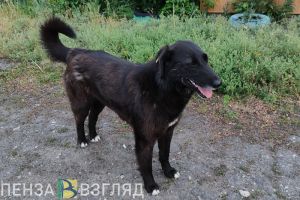 Жильцы пензенского дома просят закрыть «собачий бордель»