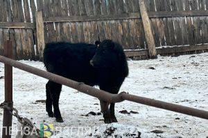 В Неверкинском районе обнаружены больные бешенством животные