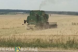 В соседних с Пензенской областью регионах ожидают нашествие саранчи