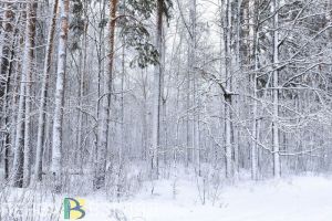 Пензенцев предупреждают о мощном снегопаде в среду